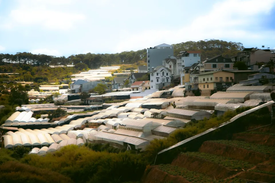 Trái cây chín trên cây